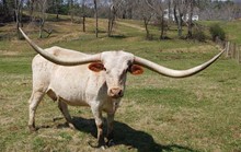MM MISS GUNSMOKE SAFARI