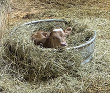 2A CATCHITS QUEEN X HL Open Range (Heifer)