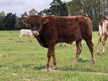 Unregistered Calf