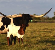 Ariana's Whimsey Bull Calf 2025