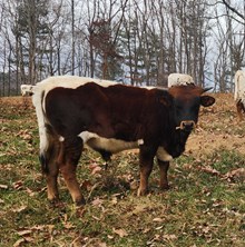 MM Trust Her Profit x KCCCI Hangin On 2U bull