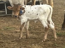 2024 Bull (Lemme Introduce)
