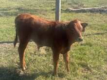 Just Essential Bull Calf 2025