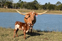 Cowgirl Matinee Heifer 2025