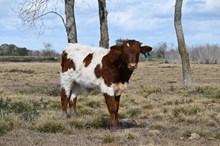 Rios Sofia Bull Calf 2025