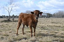 Just Essential Bull Calf 2025