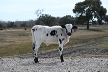 Marshall's Blue Sapphire Bull 2025