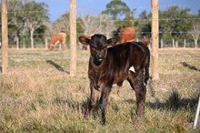 RD Lucky Lady Heifer 2026