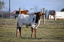 Rubies and Cash Bull Calf 2025
