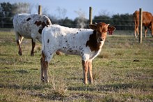 Commander's Mercedez Heifer 2025
