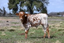 Touch of Caliber Bull Calf 2025