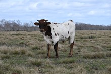 Rubies and Cash Bull Calf 2025