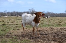 Commander's Mercedez Heifer 2025