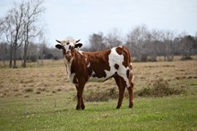 Dauntless Wildflower Heifer Calf