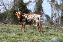 Bella Pia Bull Calf