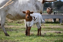 RD Polar Express Bull 2026