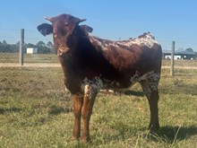 Cookies N Cream Bull Calf