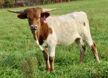 HL Crystal Lee 58/24