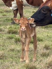 RD Tex's Wildflower Heifer 2026