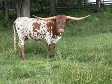 2A Rangers Playmate