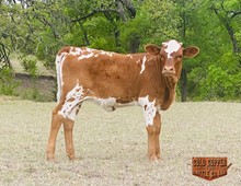 JH MONIKAS SUN X JH RURAL LEGEND