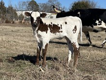 CWR Chrystal Clear x HL Heads Up Heifer