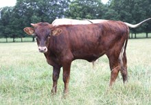 UNREGISTERED CALF