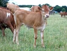 UNREGISTERED CALF