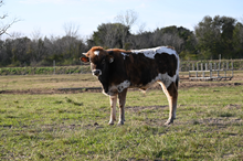RD Lady Belle Bull Calf