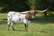 HORSESHOE J POISE