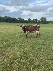 LCL Monikas Rural Star