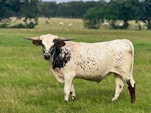 TS ALABAMA CHEX 044