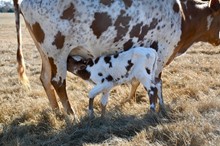 Bull 054 Cowgirl Legacy x Brazos Julio