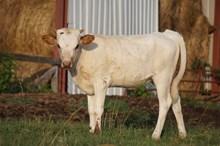 UNREGISTERED CALF