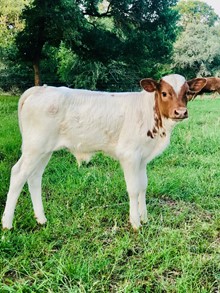 Bull Fancy Free x Brazos Julio