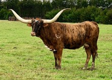 HORSESHOE J DELUXE